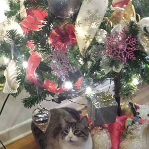 Meet your Posher, Dawn